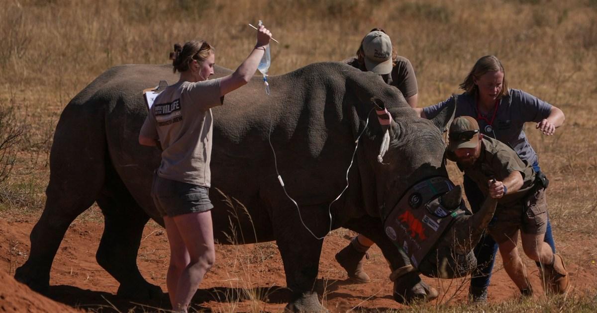 Rhinos now have radioactive horns to fight off poachers | News World
