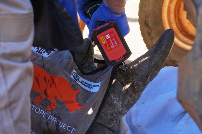 Professor James Larkin drills a hole into a rhinos horn to inject with radioactive isotopes, at a rhino orphanage in Mokopane, South Africa, Thursday, July 31, 2025. (AP Photo/Alfonso Nqunjana)