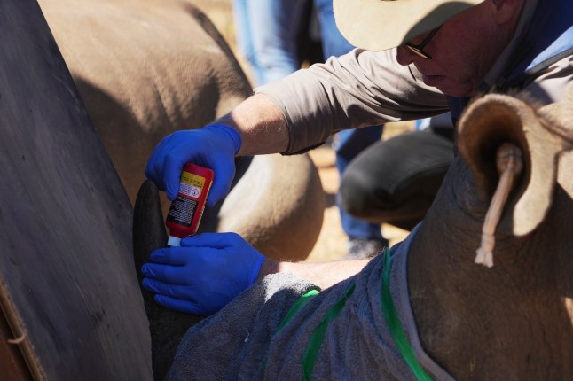 Professor James Larkin injects the horn of a rhino with radioactive isotopes, at a rhino orphanage in Mokopane, South Africa, Thursday, July 31, 2025. (AP Photo/Alfonso Nqunjana)