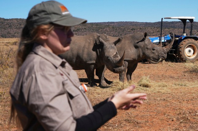Rhinos are photographed at a rhino orphanage in Mokopane, South Africa, Thursday, July 31, 2025. (AP Photo/Alfonso Nqunjana)
