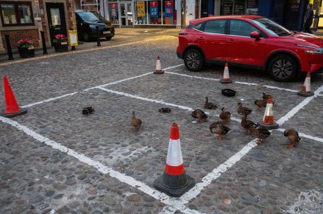 "Duck Wardens" help lead a group of ducks to their nesting spot in a car park in Thirsk, North Yorkshire, 30 July 2025. After the killing of 4 ducks last year, the group was formed to help keep the animals safe, slowing traffic and allowing them to cross the road safely. Watch as volunteer 'duck wardens' help a group of birds cross their town's busiest road. Locals of Thirsk, North Yorks., personally escort the 20 or so birds to the town centre where they roost for the night. The ducks start the 15-minute journey from the The Cod Beck river at around 8:30pm and waddle to the market square car park where they sleep until around 4:30am the next morning, locals say. It is unknown why the ducks make the trip though residents believe the mothers "feel safer" sleeping with their ducklings in town rather than on the riverside. Once the ducks have picked their spot, the 'wardens' place cones around them and watch over until the "town falls silent" which is around 11pm on weekdays and as late as 2:30am over the weekend. Photo released 01/08/2025