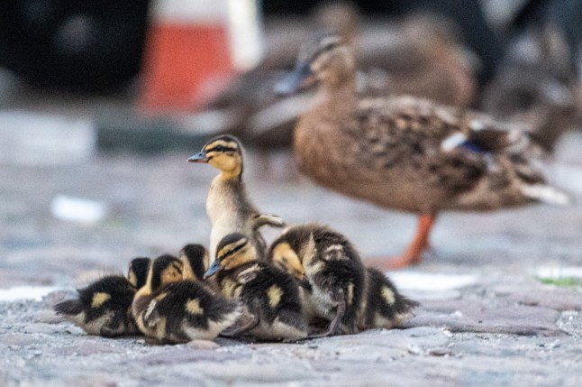 "Duck Wardens" help lead a group of ducks to their nesting spot in a car park in Thirsk, North Yorkshire, 30 July 2025. After the killing of 4 ducks last year, the group was formed to help keep the animals safe, slowing traffic and allowing them to cross the road safely. Watch as volunteer 'duck wardens' help a group of birds cross their town's busiest road. Locals of Thirsk, North Yorks., personally escort the 20 or so birds to the town centre where they roost for the night. The ducks start the 15-minute journey from the The Cod Beck river at around 8:30pm and waddle to the market square car park where they sleep until around 4:30am the next morning, locals say. It is unknown why the ducks make the trip though residents believe the mothers "feel safer" sleeping with their ducklings in town rather than on the riverside. Once the ducks have picked their spot, the 'wardens' place cones around them and watch over until the "town falls silent" which is around 11pm on weekdays and as late as 2:30am over the weekend. Photo released 01/08/2025