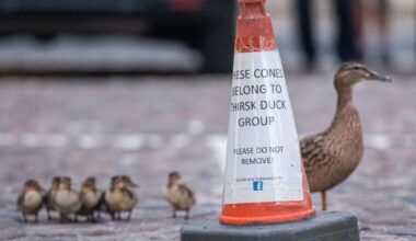 You could have the cutest job in the world and become a duck-crossing warden | News UK
