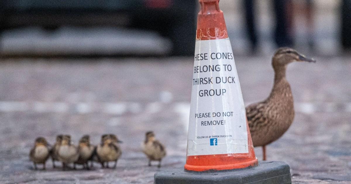 You could have the cutest job in the world and become a duck-crossing warden | News UK