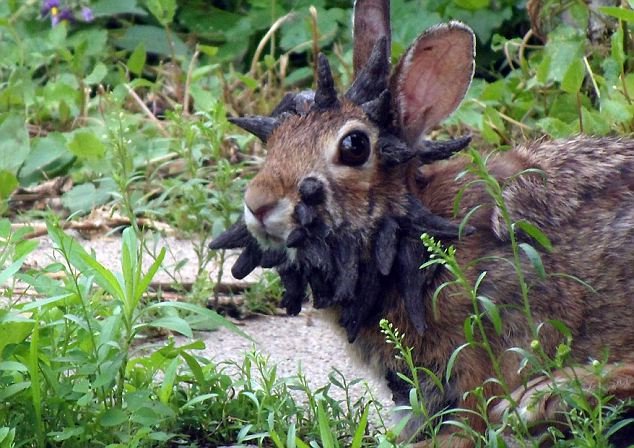 A video of a rabbit with a rare disease that causes gruesome-looking growths to protrude from its head has attracted over 200,000 views online in less than a week. Dubbed ?Frankenstein', the animal was first seen by the Boettcher family in Mankato, Minnesota, early last month, hopping around in their backyard. The rabbit is infected by the cottontail papilloma virus (CRPV), also known as Shope papilloma virus, which causes tumours to grow on or near the animal's head.