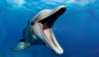 Atlantic bottlenose dolphin