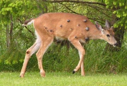 15017759 Mutant deer with horrifying flesh bubbles spotted in US as fears of an outbreak grip the nation Deer and other wildlife occasionally have lumps or abscesses for a variety of reasons and most are insignificant to the health of the animal and to humans. Two common causes of lumps, growths, and abscesses include a condition called Caseous Lymphdenitis (CL) and Papillomas (warts). Information on these is below.