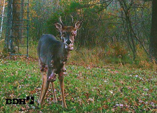 15017759 Mutant deer with horrifying flesh bubbles spotted in US as fears of an outbreak grip the nation Deer and other wildlife occasionally have lumps or abscesses for a variety of reasons and most are insignificant to the health of the animal and to humans. Two common causes of lumps, growths, and abscesses include a condition called Caseous Lymphdenitis (CL) and Papillomas (warts). Information on these is below.