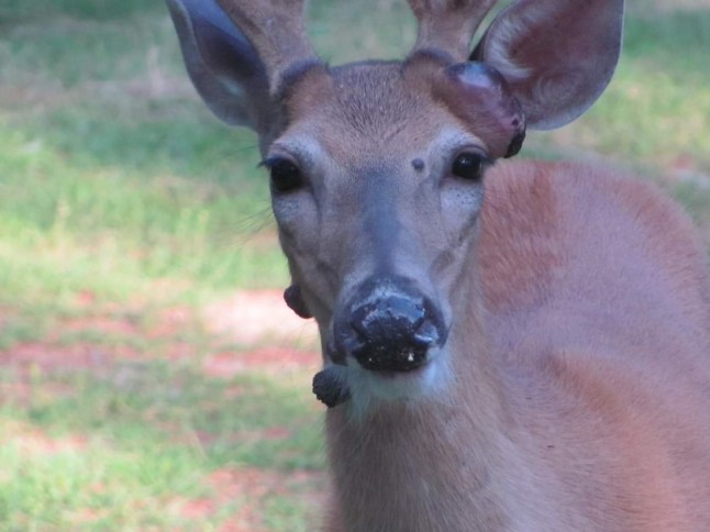 15017759 Mutant deer with horrifying flesh bubbles spotted in US as fears of an outbreak grip the nation Deer and other wildlife occasionally have lumps or abscesses for a variety of reasons and most are insignificant to the health of the animal and to humans. Two common causes of lumps, growths, and abscesses include a condition called Caseous Lymphdenitis (CL) and Papillomas (warts). Information on these is below.