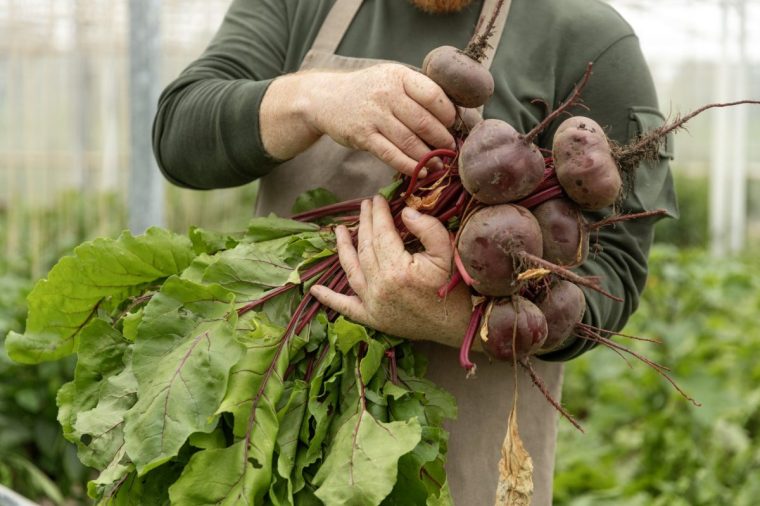 Focus on beetroot in an organic dutch greenhouse