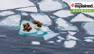 artic