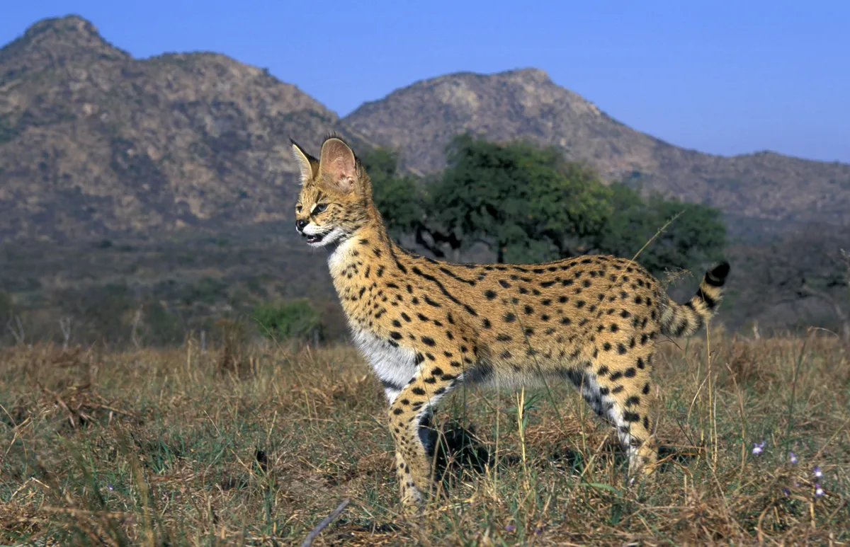 Serval cat