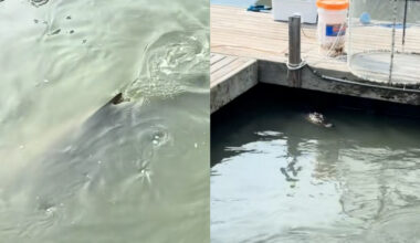 Sharks and an Alligator Were Just Seen Swimming Together