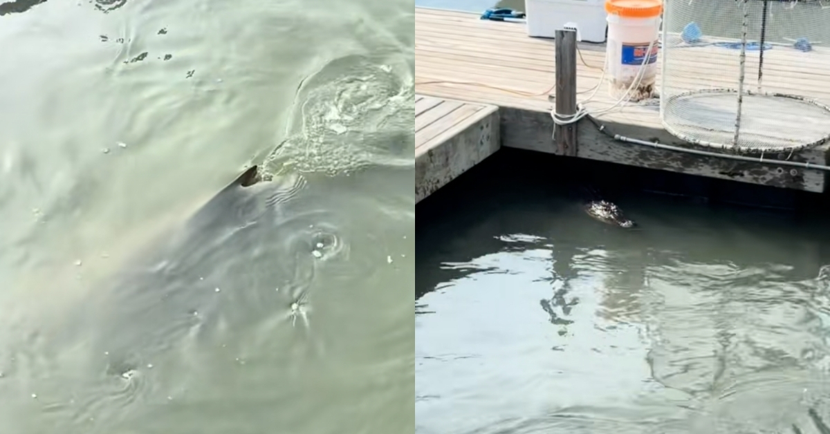 Sharks and an Alligator Were Just Seen Swimming Together