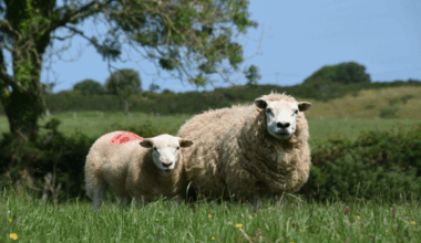 Webinar Will Explore Sheep Genetics for Profitability and Sustainability