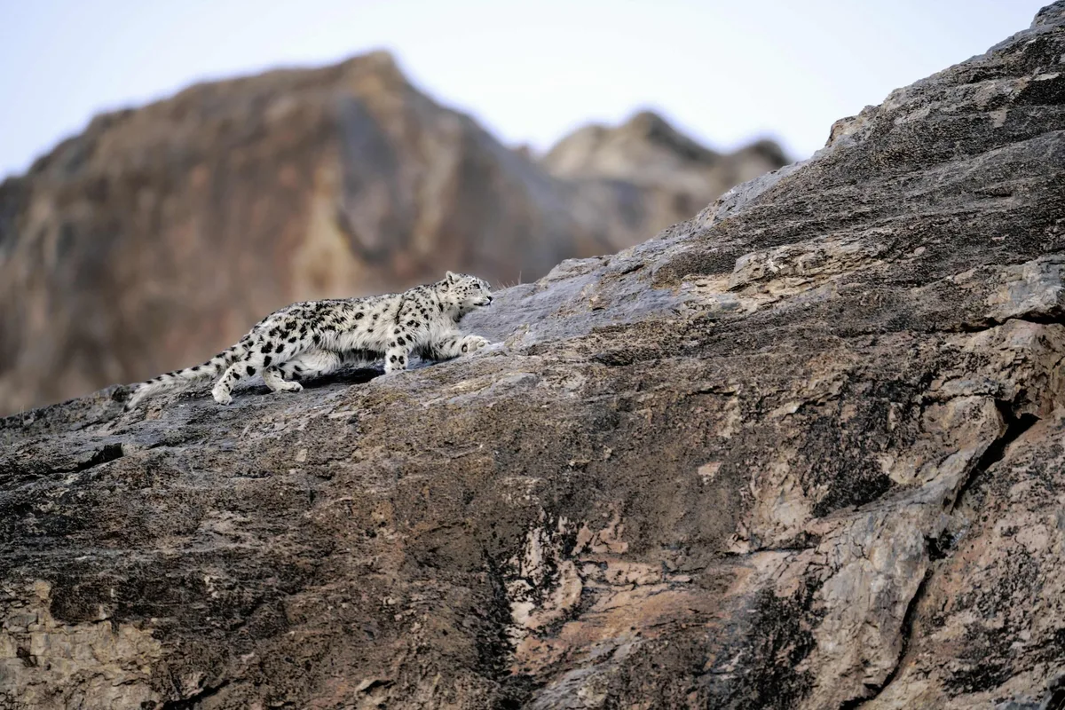 Snow leopard