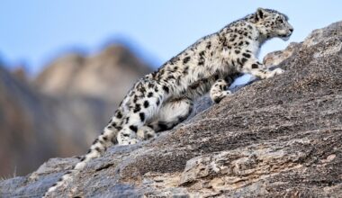 Snow leopards are killing enormous ibex in Mongolia's mountains. Researchers just found out why
