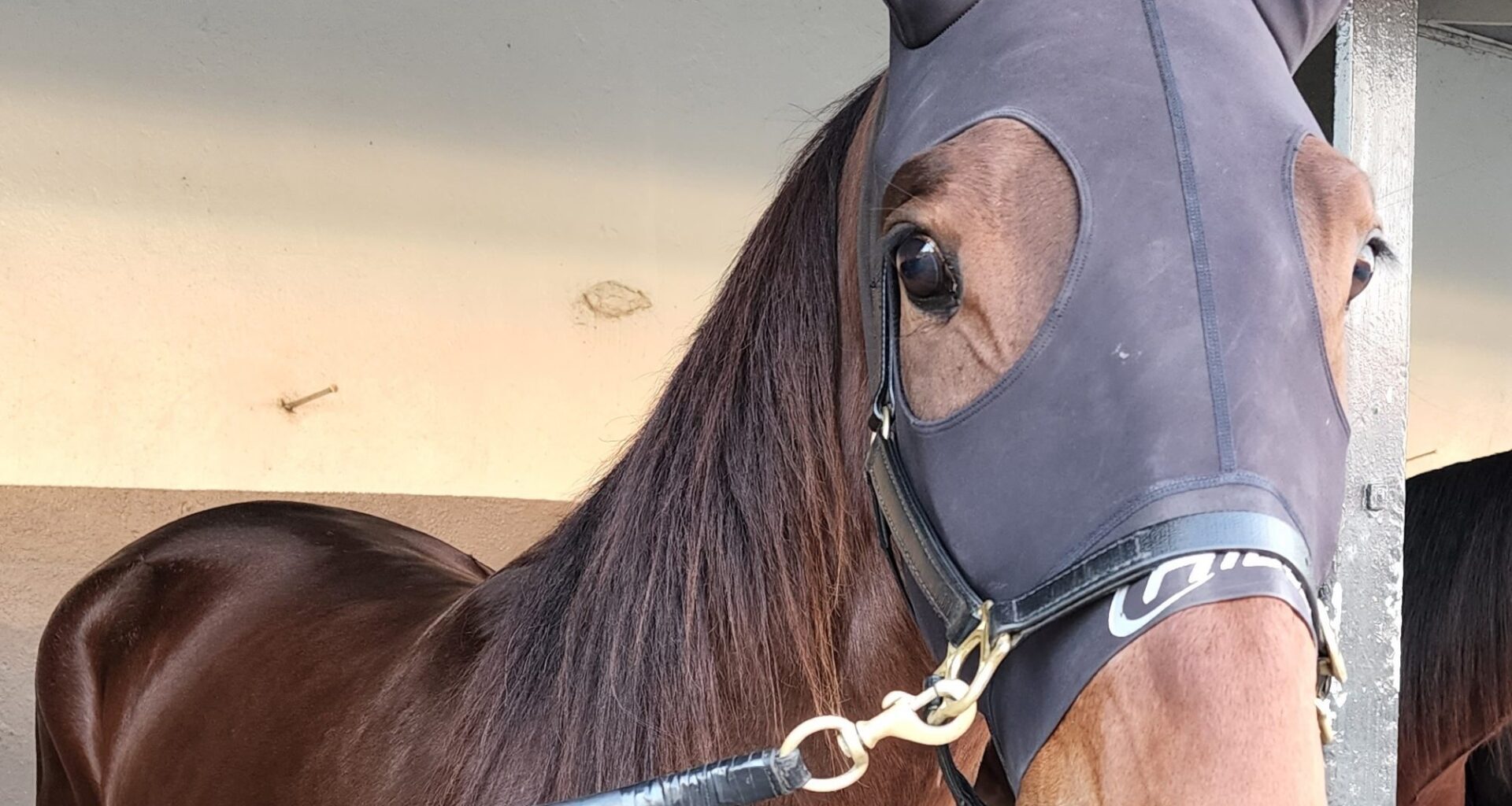 Gloucester Park Harness Racing