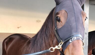 Gloucester Park Harness Racing