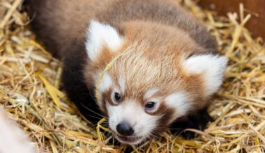 Two endangered red panda cubs born at Cork’s Fota Wildlife Park – The Irish Times