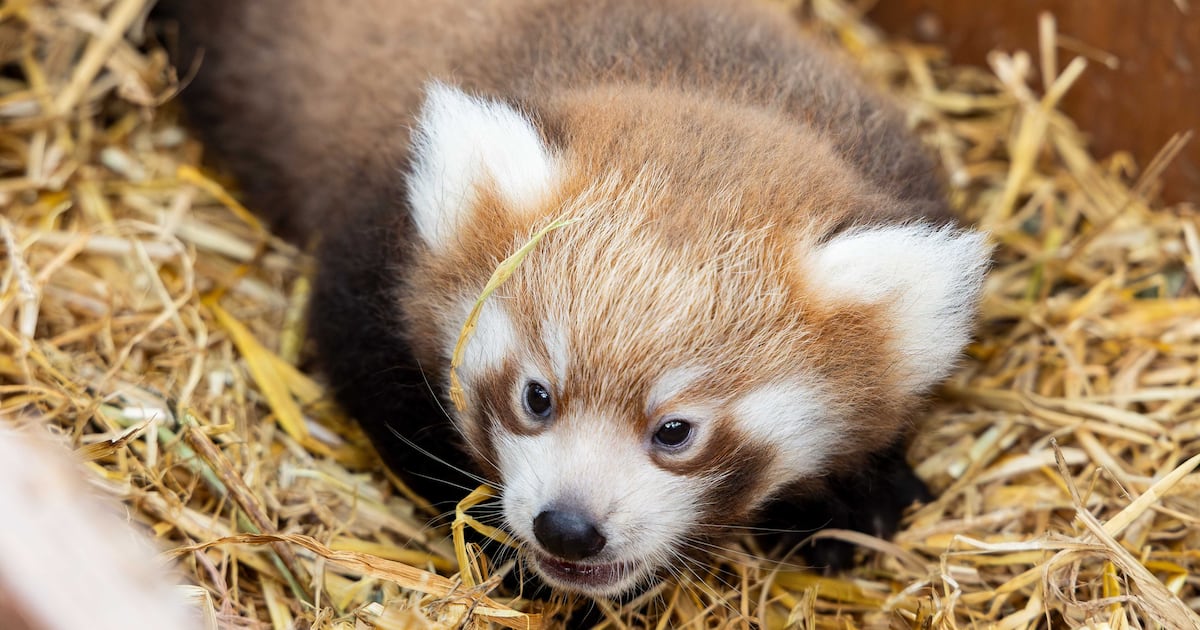 Two endangered red panda cubs born at Cork’s Fota Wildlife Park – The Irish Times