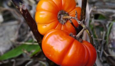 Mediterranean-style diet may reduce dementia risk in individuals with high genetic risk