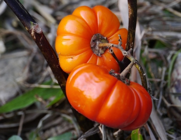 Mediterranean-style diet may reduce dementia risk in individuals with high genetic risk