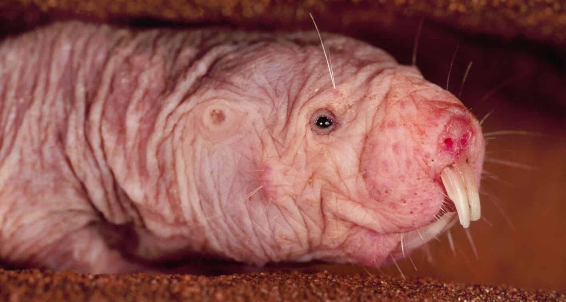 The Loose Skin Of a Naked Mole Rat