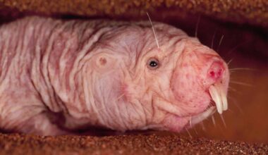 The Loose Skin Of a Naked Mole Rat