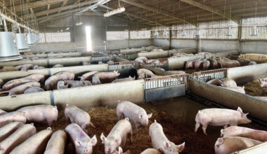 The new dry sow house