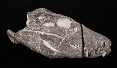 Huge dinosaur-eating 'hypercarnivore' as heavy as a grizzly bear discovered in Argentina