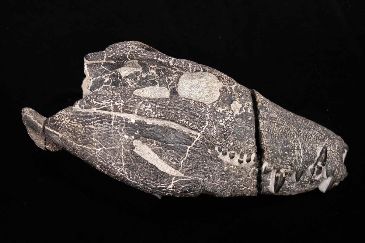 Huge dinosaur-eating 'hypercarnivore' as heavy as a grizzly bear discovered in Argentina