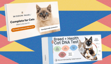 I Tried the Best At-Home Pet DNA Test Kits on My Two Cats (2025)