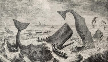 Engraving of whaling boats attacking a pod of sperm whales from Thomas Beale's The Natural History of the Sperm Whale (Art by W.J. Linton)