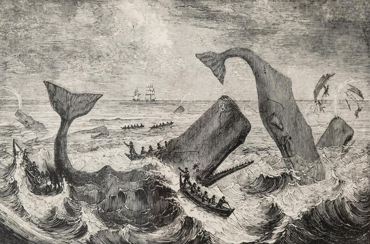 Engraving of whaling boats attacking a pod of sperm whales from Thomas Beale's The Natural History of the Sperm Whale (Art by W.J. Linton)