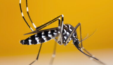 Spain’s most dangerous mosquito is spreading « Euro Weekly News