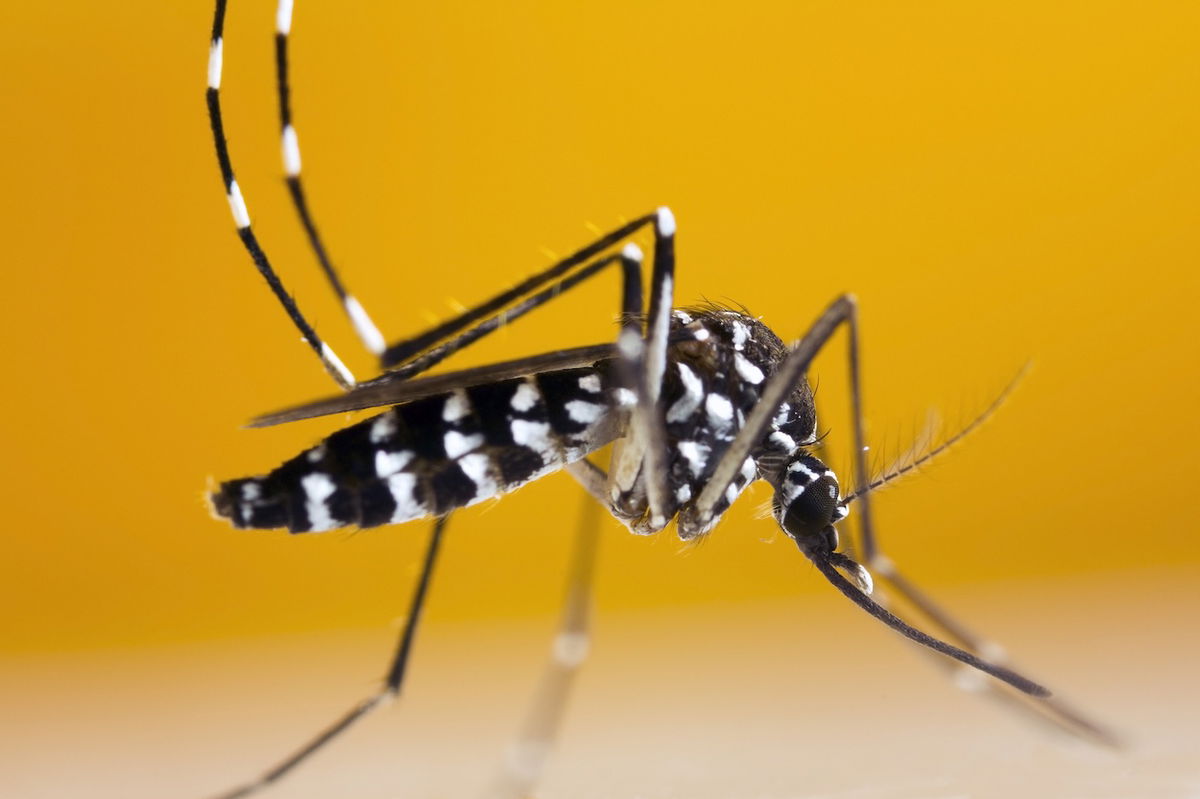 Spain’s most dangerous mosquito is spreading « Euro Weekly News