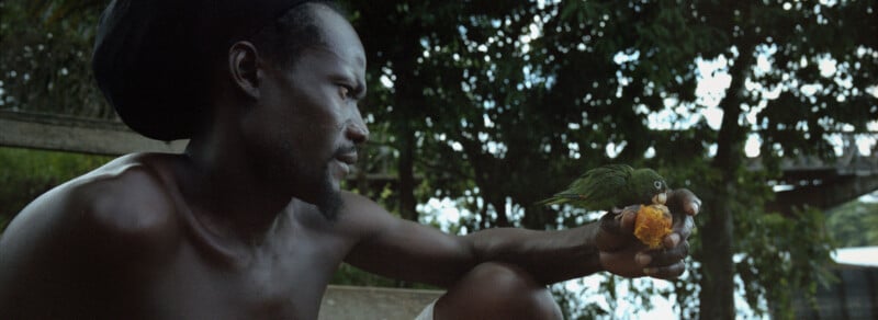 A man wearing a black headwrap looks at a green parrot perched on his hand, which is holding an orange fruit. Lush greenery and trees fill the background.