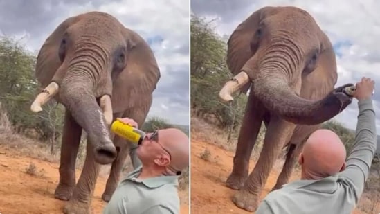 A man is slammed for pouring beer down an elephant’s trunk. (Screengrab)