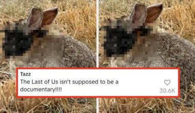 The Viral Colorado Rabbits With Tentacles, Explained