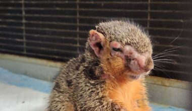 ‘Zombie squirrels’ covered in strange growths spotted in US and Canada