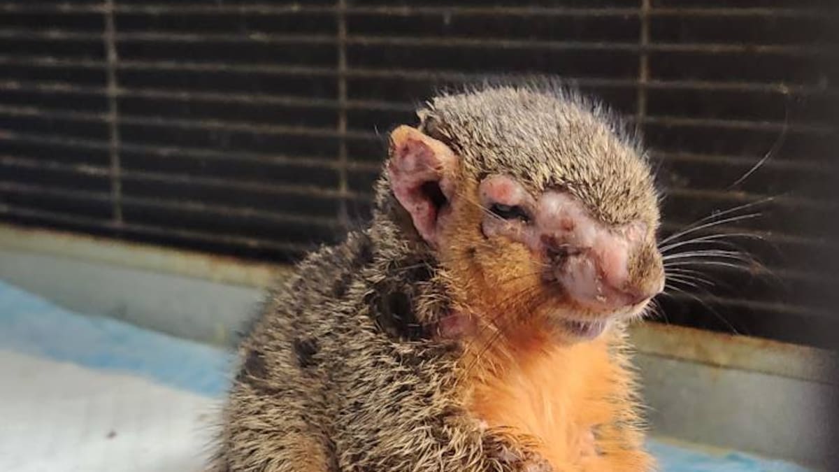 ‘Zombie squirrels’ covered in strange growths spotted in US and Canada