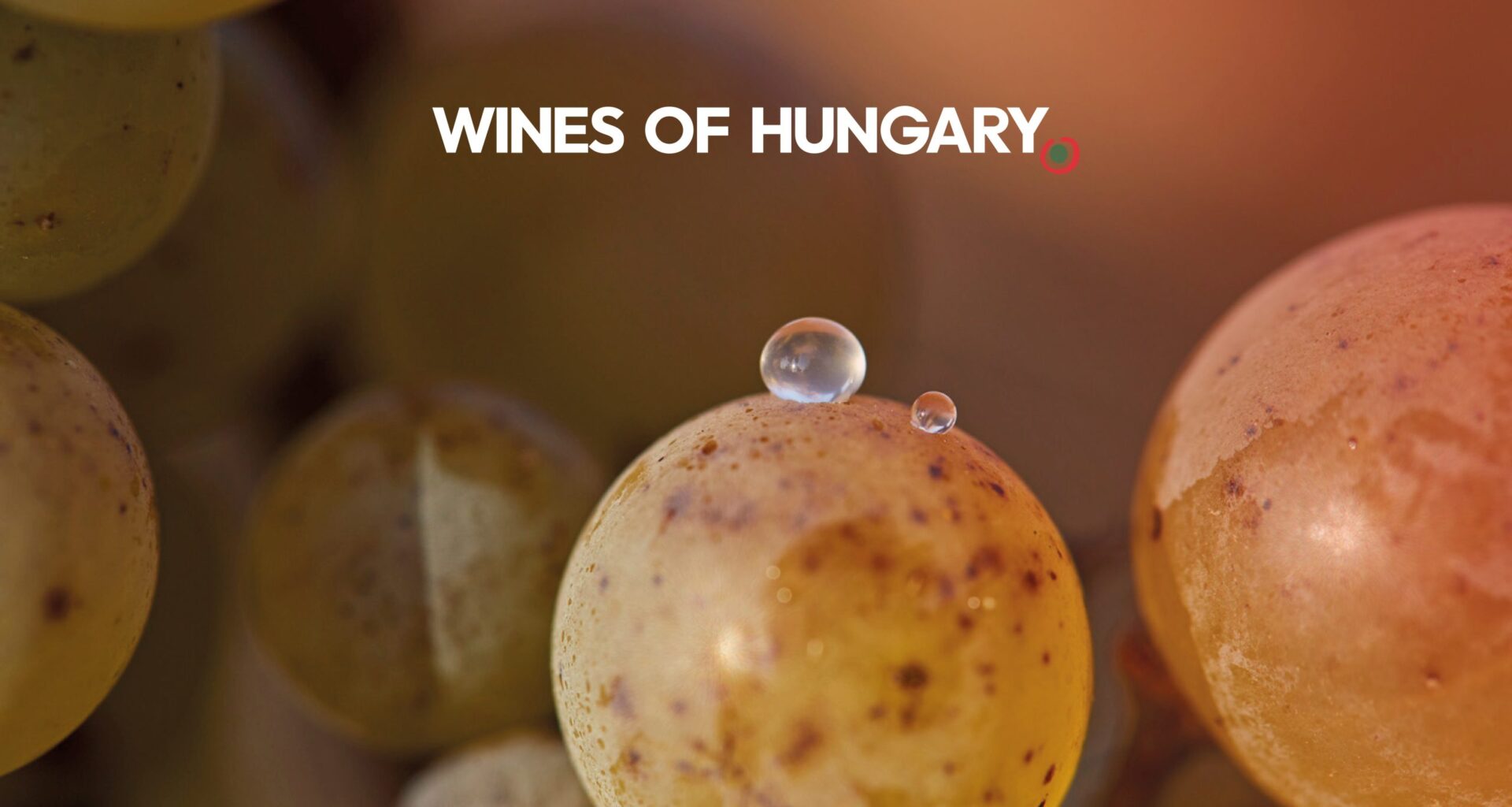 Wines of Hungary readies London for its distinctive wines