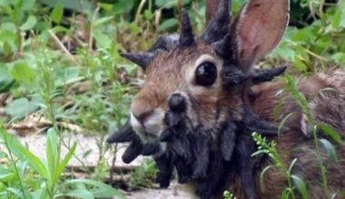 Wild Rabbits in US Show Startling 'Tentacle' Growths on Their Heads : ScienceAlert