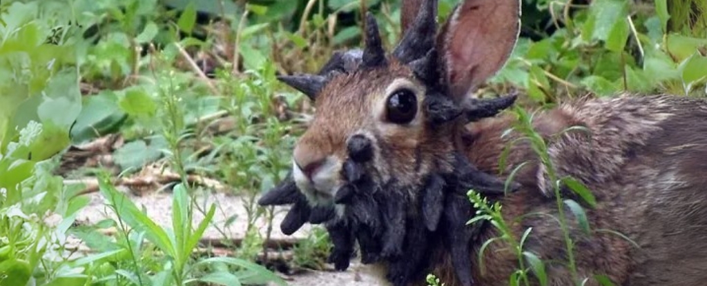 Wild Rabbits in US Show Startling 'Tentacle' Growths on Their Heads : ScienceAlert