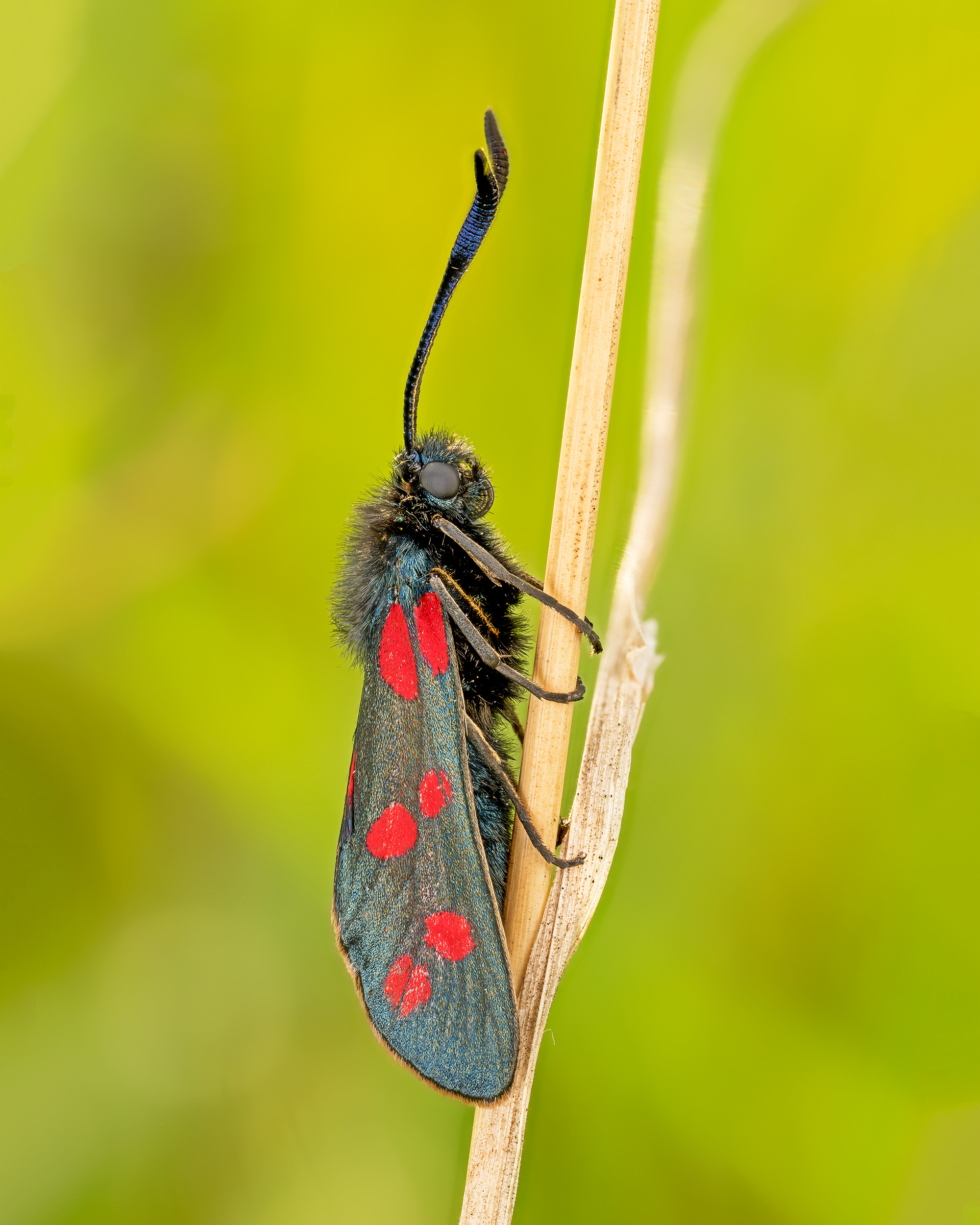 Macro close-up photograph by Nigel A Ball showing a moth perched upon a dried blade of grass against a blurry green background 