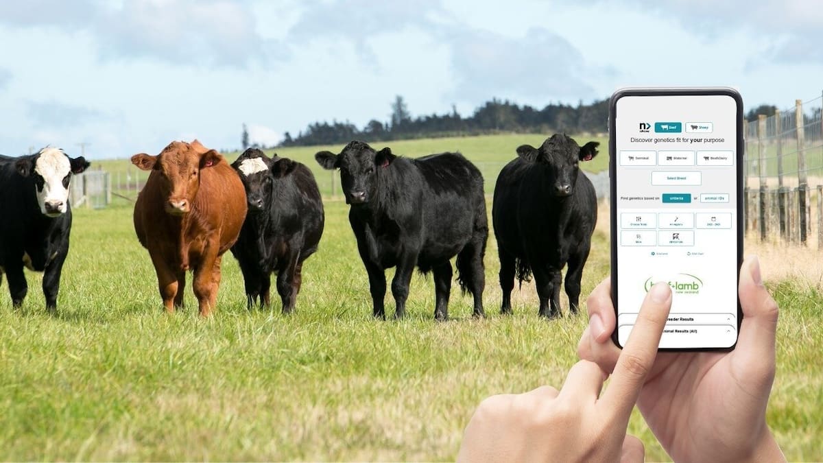 Surge in use of Beef + Lamb NZ’s nProve genetic tool