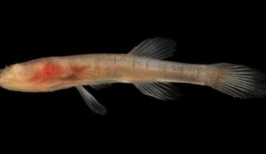 Dark ages: Genomic analysis shows how cavefish lost their eyes