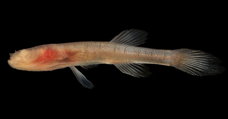 Dark ages: Genomic analysis shows how cavefish lost their eyes