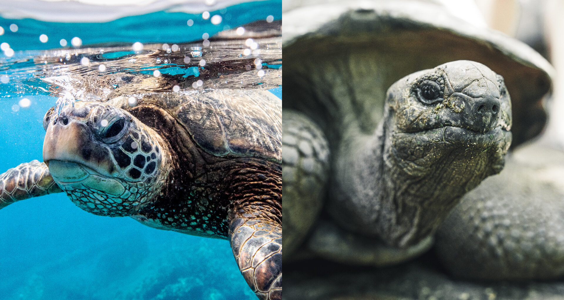 A two-paneled image showing a turtle on the left and a tortoise on the right